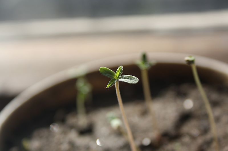 Cómo germinar semillas de marihuana fácilmente