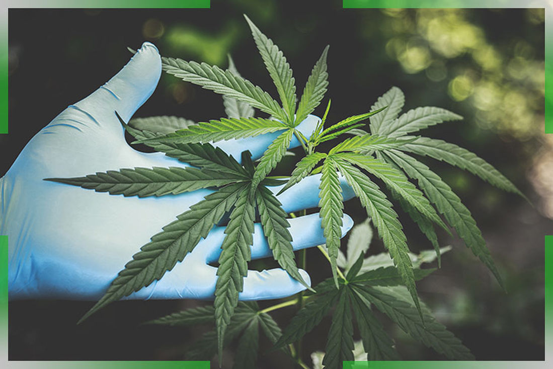 Guía de cultivo de marihuana para novatos – Mundigrow