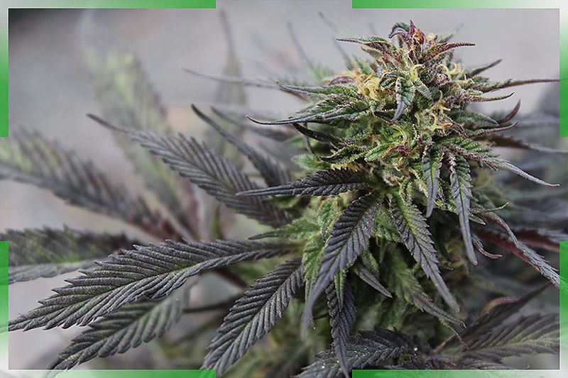 Mejores estimuladores de floración para plantas de marihuana